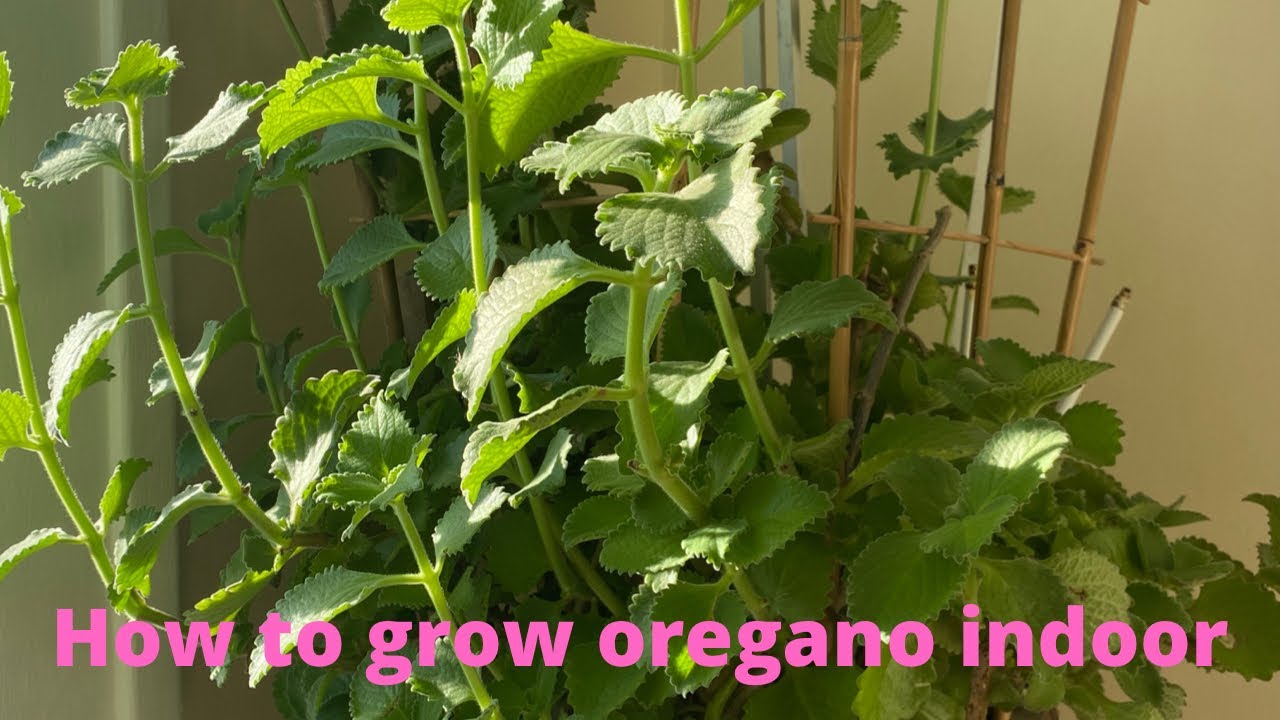 How to grow oregano indoor YouTube