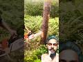 Amazing Tree Cutting Trick You’ve Never Seen Before! 🌳✂️