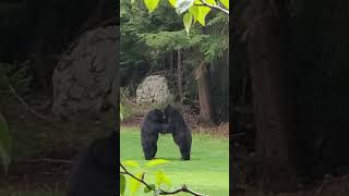 Two Male Bears Compete for Female Bear's Attention
