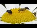 Black Carpet Beetles And Weevils On A Daisy
