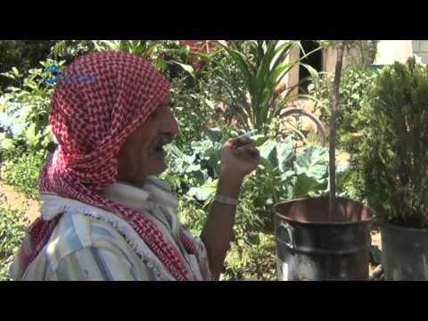 زراعة المشاتل في الغوطة الشرقية رغم التدمير المتواصل