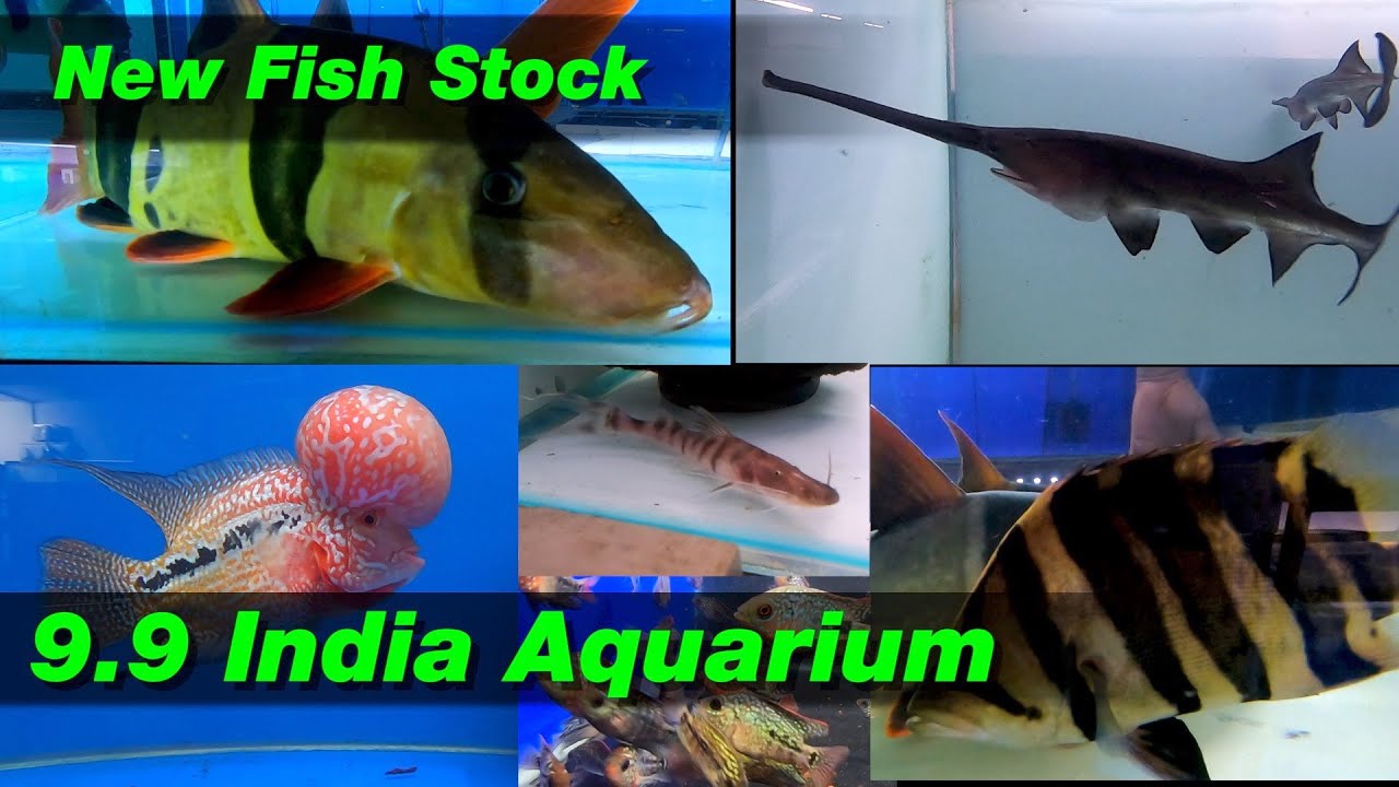 9.9 India Aquarium Store New Fish Stock I Mumbai - YouTube