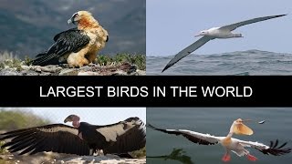what is the largest flying bird today 2