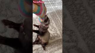 Play with toys ferret videos #shorts