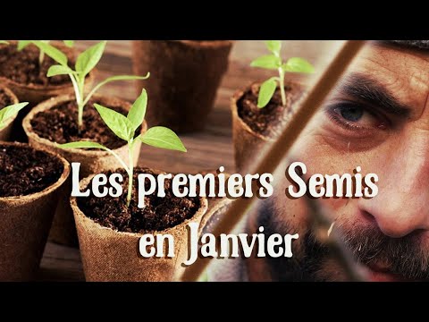 Vidéo: Semis en janvier. Quels semis sont plantés en janvier: conseils d'experts