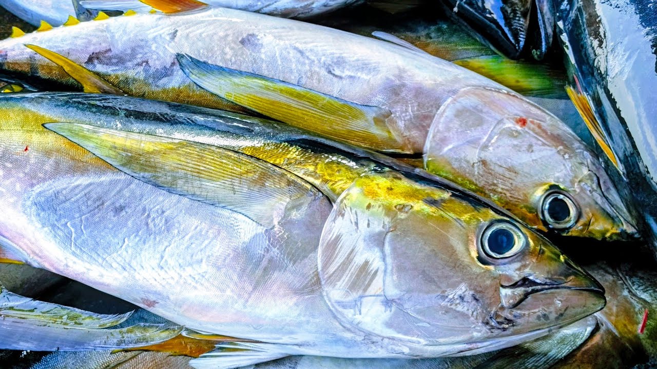 Fresh Tuna Cutting Show-Live at the Market