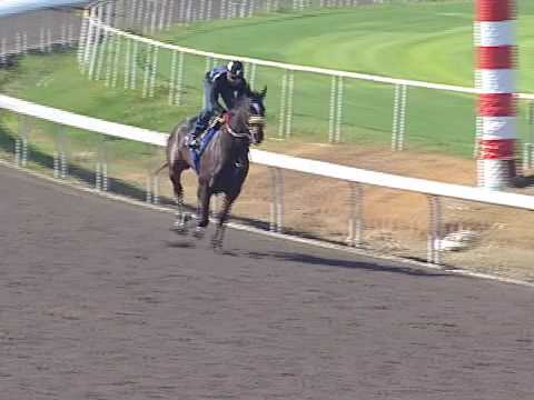 Rachel Alexandra and Zenyatta in the Beldame?