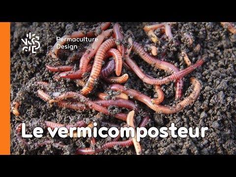 Vidéo: Types de vers de vermicompostage - Quels sont les meilleurs vers pour le bac à compost