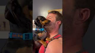 Dog Refuses Affection from Human Dad