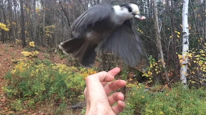 A Grey Jay Eats from my Hand!