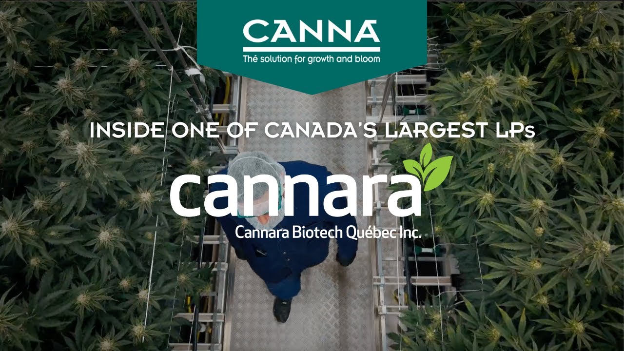 Cannara Biotech Scaling to Global Heights with CANNA Nutrients [ Teaser ]