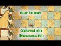 Обзор Сумрачного ореха (Murkadamia Nut), растение из Plants vs Zombies 2