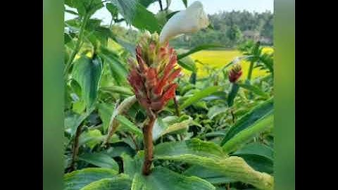 cây mía giò.đặc trị viêm đường tiết niệu.sỏi thận