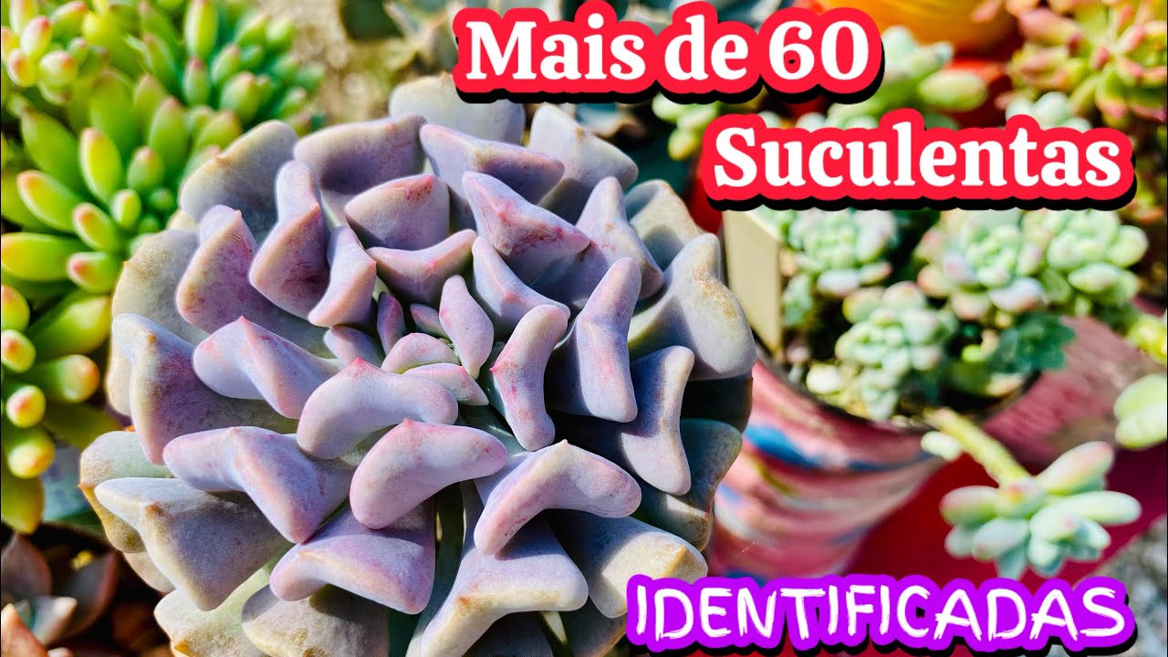 MAIS DE 60 SUCULENTAS para IDENTIFICAÇÃO
