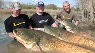 Download Lagu MONSTER CATFISH IN RIVER SEGRE - HD by CATFISH WORLD MP3