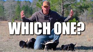 Stop! Don’t Pick a Puppy Until You Watch This!