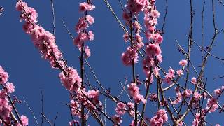 VISUAL DIARY 20170822 / Sakura Tree 4K