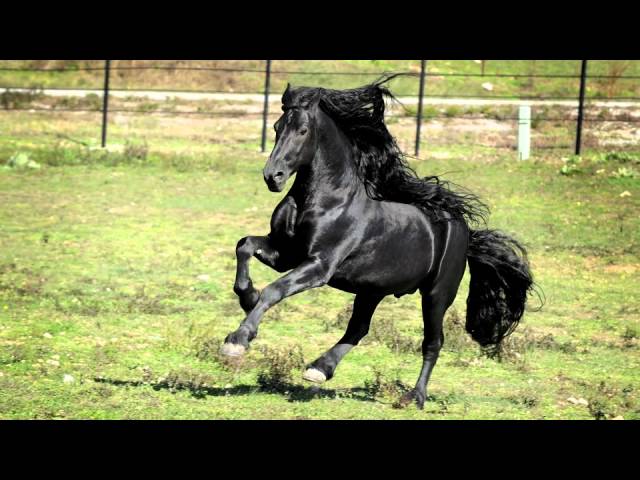 神が地球上に創造した最も美しい動物 漆黒の馬フレデリック ザ グレートの美しさに言葉を失う 9ポスト