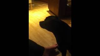 Staffordshire Bull Terrier Has Something To Say