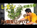 【レモンの土壌管理】2023.8