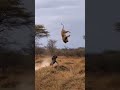 Wildebeest Escapes Lion #WildlifeFight #AnimalEscape #SavannaWild #BeastChase