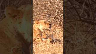 Cute little lion cubs with their mommy #lion #shorts