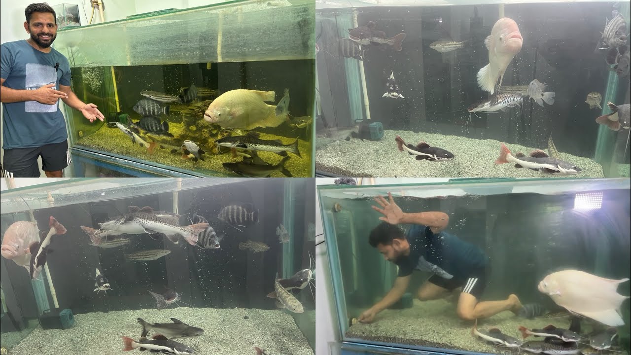 cleaning-a-dirty-aquarium-fish-tank-maintenance-diy-aquarium