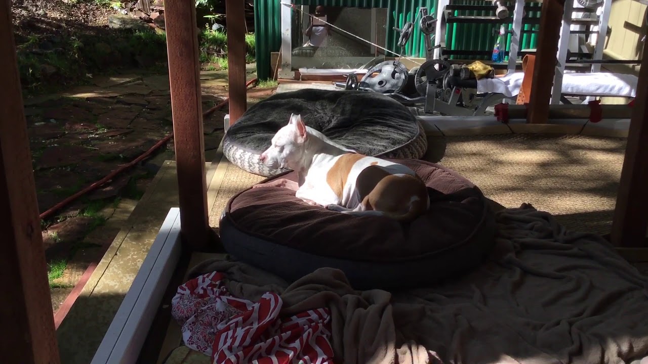 A quick tour of the backyard of Johnny O’s Homestead hope you enjoy