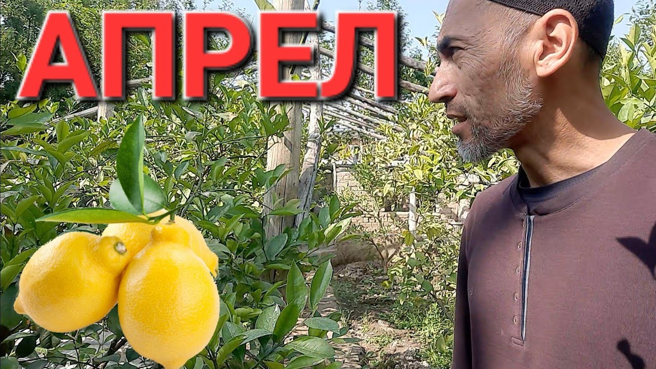 Лимон етиштириш. Апрел ойида қилинадиган ишлар