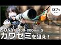【実写】Sony α7V & α7C II 野鳥撮影レビュー｜FE 400-800mm F6.3-8 G で捉えるカワセミの瞬間