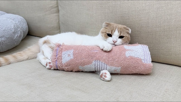 保護した子猫を里親に出したら、匂いが恋しくて先住猫がこうなっちゃいました…
