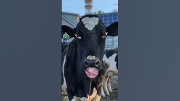 Thumbnail of black cow videos cow sound #cowvideos #cow  #blackcow #cowsound