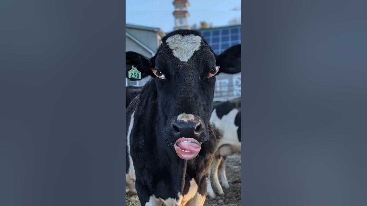 black cow videos cow sound #cowvideos #cow  #blackcow #cowsound