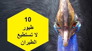 10 طيور لا تستطيع الطيران