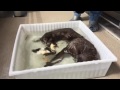 カワウソ劇場 ドジョウの掴み取り...のはずだけど