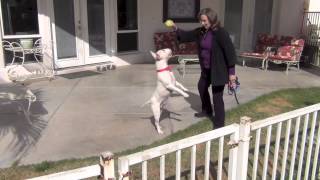 Ultra Cute Rescue Bull Terrier