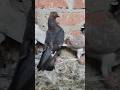 Zamana Udan dekhta hai ❤‍🔥#kabootar #pigeon #kabutar #birds #pigeonlover #petlover #viral #attitude