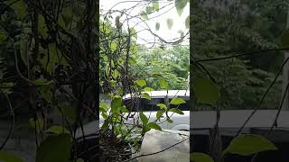 Download Lagu Mobil bergoyang #mobilbergoyang #goyangdimobil #canded #shorts MP3 Download Lagu Mobil bergoyang #mobilbergoyang #goyangdimobil #canded #shorts MP3