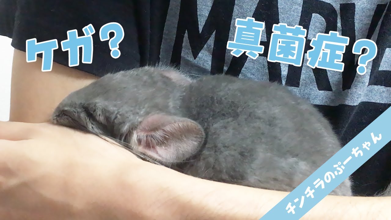近況報告 ケガ 真菌症 チンチラのぷーちゃんはじめての病院へ Youtube