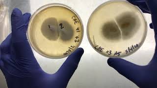 Mycology Breeding Project 28 day update: Polyspore jar cultures and diploid crosses