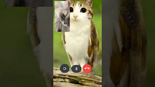 Meowl Keeps Calling Me cat shorts