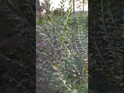 شجرة الحناء بعد سنة من تاريخ الزراعة
