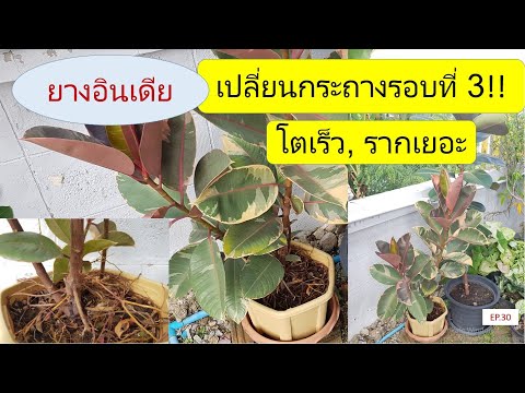 EP.30 เปลี่ยนกระถางให้ยางอินเดียด่าง ครั้งที่ 3 ในรอบ 7 เดือน โตเร็ว รากเยอะ #ยางอินเดีย