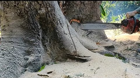 Cưa cây xoài  cát hoài lộc siêu khủng  ,Nghiên vào nhà .Cưa cây kỹ thuật cao