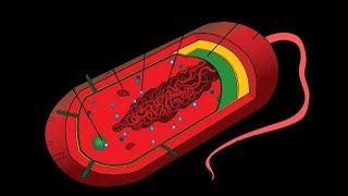 Microbiology of Prokaryotes Bacteria & Archaea