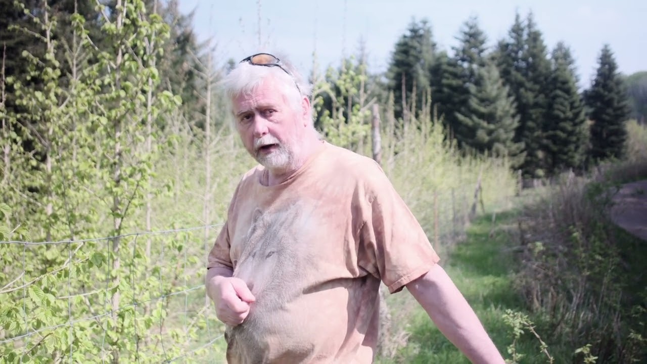 Tyrkisk hassel - et sjældent træ med stort potentiale