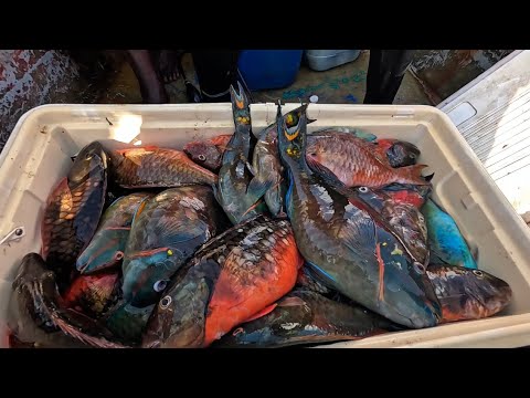 Spearing Fish for the market and this happened | over 2000 pounds of Fish
