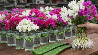 Only Aloe Vera! Bougainvillea Cuttings Suddenly Root Like Crazy (99%) screenshot 5