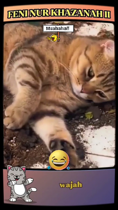 pura-pura nga tau ajala Wei #kucinglucu #memes #funny #lucu #animals #catlovers #cat #cutecats