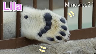 Polar Bears life リラの肉球見せ　他今日の出来事　ホッキョクグマ